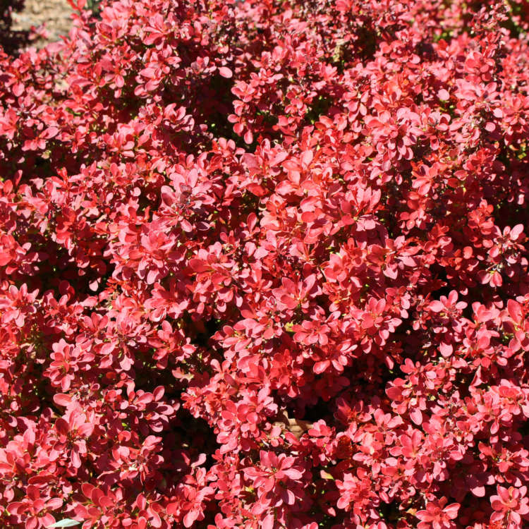 BERBERIS